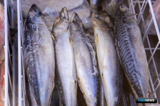 Британия, Норвегия и Фареры поделили квоты скумбрии Британия, Норвегия и Фареры поделили квоты скумбрии