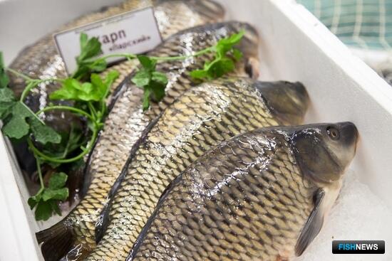 Для карповодов создали перспективную технологию Для карповодов создали перспективную технологию