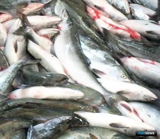 Колыма ждет старта «красной» путины Колыма ждет старта «красной» путины