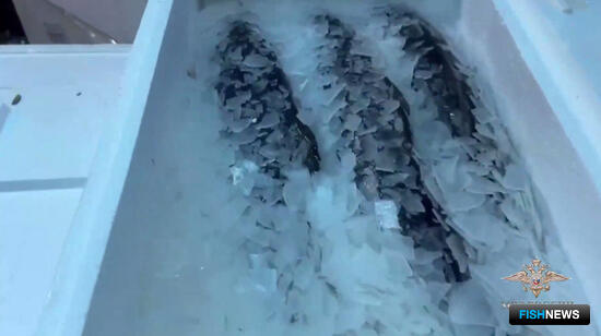 В Москве накрыли нелегальный рыбный рынок В Москве накрыли нелегальный рыбный рынок