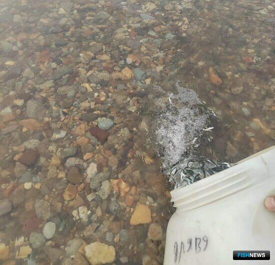 Реки Приморья зарыбили &laquo;компенсационной&raquo; кетой