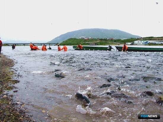 Дальний Восток подсчитал июньские уловы лосося Дальний Восток подсчитал июньские уловы лосося