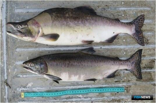 Горбуша добралась до енисейских озер