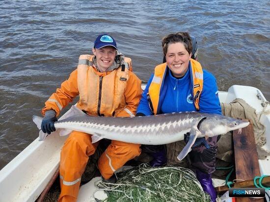 Осетровые Амура хорошо нерестятся Осетровые Амура хорошо нерестятся