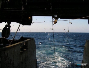 Уловы к середине года перевалили за 2,5 млн тонн Уловы к середине года перевалили за 2,5 млн тонн