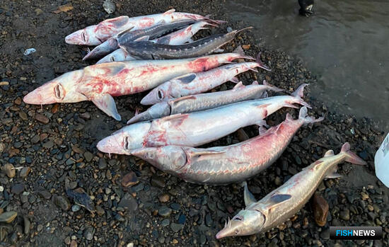 Осетровые активно «ловятся» в операцию «Путина» Осетровые активно «ловятся» в операцию «Путина»