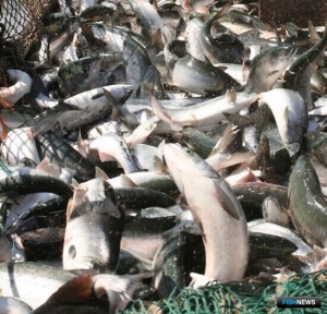 Горбуша обошла нерку в уловах &laquo;красной&raquo; путины