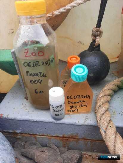 Ученые исследуют &laquo;красные приливы&raquo; в Олюторском заливе