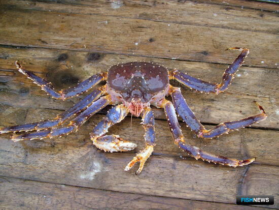 Крабовые квоты остались без покупателя Крабовые квоты остались без покупателя