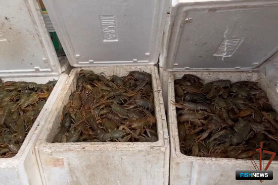 Торговца браконьерскими раками скрутил спецназ Торговца браконьерскими раками скрутил спецназ