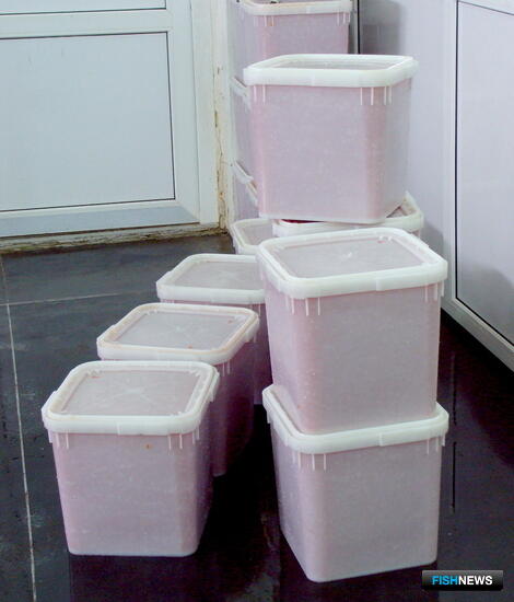 Чукотка вновь надеется подключиться к «икорному» эксперименту Чукотка вновь надеется подключиться к «икорному» эксперименту