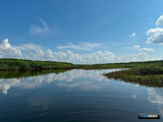 Ученые оценят запасы енисейского чира Ученые оценят запасы енисейского чира