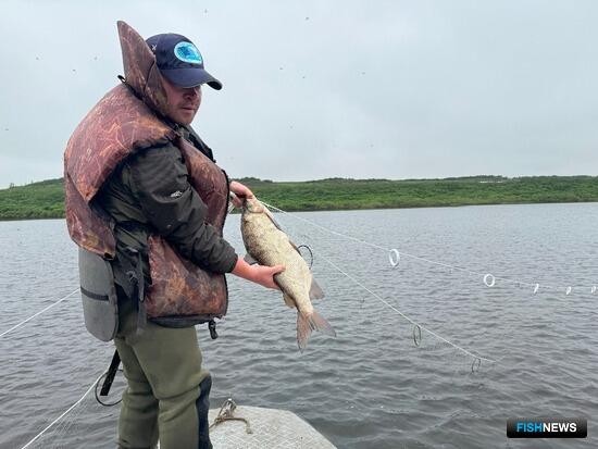 Ученые оценят запасы енисейского чира Ученые оценят запасы енисейского чира