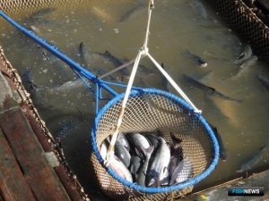 Чукотка временно закрыла &laquo;красную&raquo; путину в Мейныпильгынской ОРС