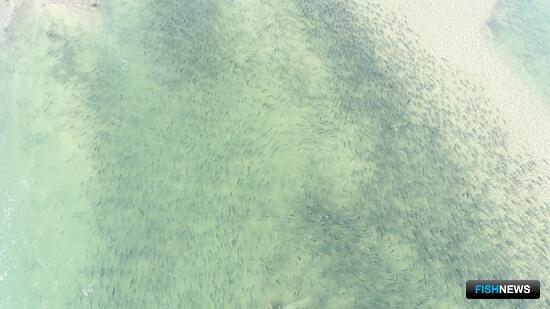 Съемки с воздуха упрощают учет лососей в магаданских реках Съемки с воздуха упрощают учет лососей в магаданских реках