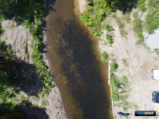 Беспилотники помогают собрать данные по лососю на Сахалине Беспилотники помогают собрать данные по лососю на Сахалине