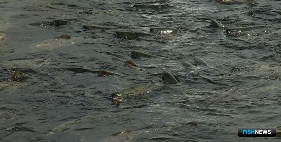 Колыма приступает к добыче кеты Колыма приступает к добыче кеты