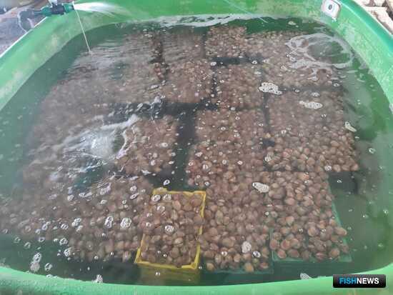 Наука создает базу для промысла крымской анадары Наука создает базу для промысла крымской анадары