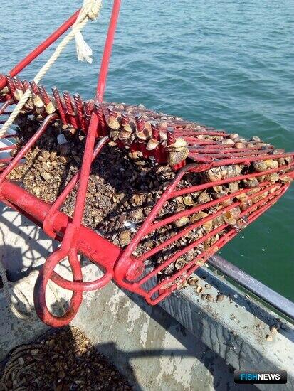 Наука создает базу для промысла крымской анадары Наука создает базу для промысла крымской анадары