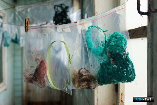 С морских котиков сняли опасные &laquo;ошейники&raquo;