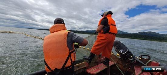 На второе место по уловам лососей вышла Сахалинская область На второе место по уловам лососей вышла Сахалинская область