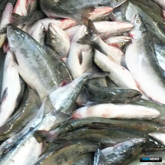 Экономия на рыбацкой путевке ударила по карману колымчанина Экономия на рыбацкой путевке ударила по карману колымчанина