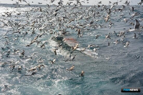 Российские уловы превысили 3,2 млн тонн Российские уловы превысили 3,2 млн тонн