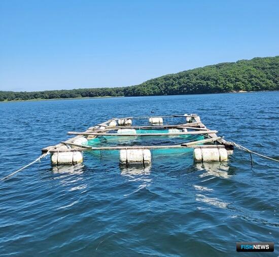 Марикультуру на Дальнем Востоке предлагают развивать системно Марикультуру на Дальнем Востоке предлагают развивать системно