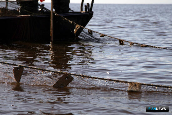 Прикамье распределит акватории среди промысловиков Прикамье распределит акватории среди промысловиков