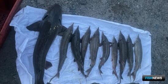 Рыбинспекторы пресекли осетровую рыбалку на Оби Рыбинспекторы пресекли осетровую рыбалку на Оби