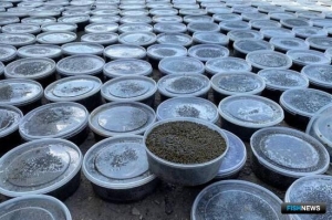 Членам «осетровой» ОПГ дали условные сроки Членам «осетровой» ОПГ дали условные сроки