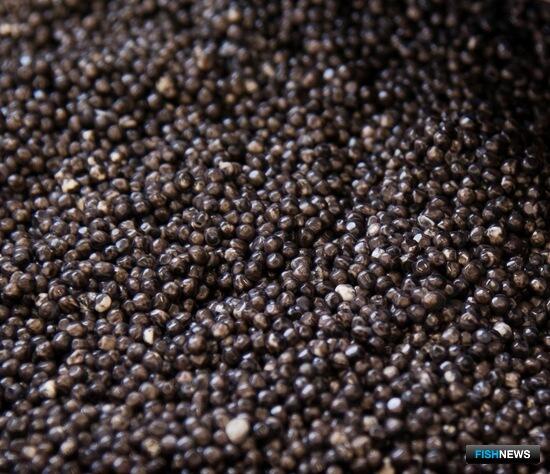 Дело о &laquo;краснокнижных&raquo; деликатесах заслушают в Хабаровском крае