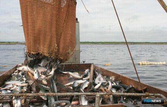 Общий вылов лососей — на уровне 2022 года Общий вылов лососей — на уровне 2022 года