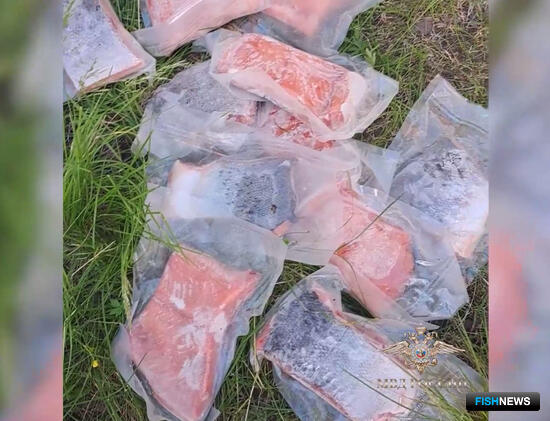 Четверых мурманчан взяли &laquo;на семге&raquo;