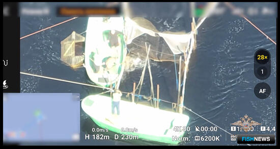 Четверых мурманчан взяли &laquo;на семге&raquo;