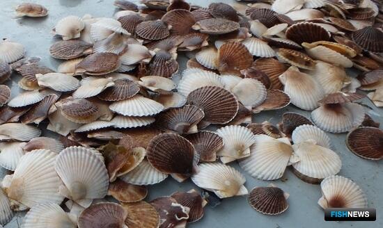 Прибрежье Приморья пополняется деликатесными &laquo;жильцами&raquo;