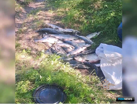 Четверых мурманчан взяли &laquo;на семге&raquo;