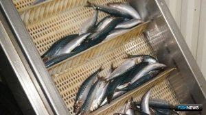 Предприятия Сахалинской области вносят вклад в общий &laquo;ивасевый результат&raquo;