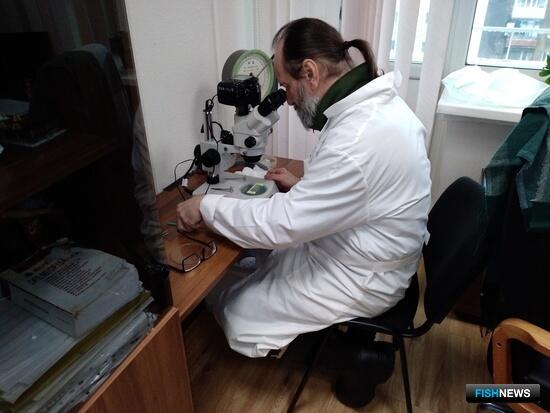 Охотоморский окунь удивил ученых Охотоморский окунь удивил ученых