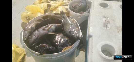 Охотоморский окунь удивил ученых Охотоморский окунь удивил ученых