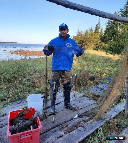 Ученые провели «перепись» рыб возле Соловков Ученые провели «перепись» рыб возле Соловков