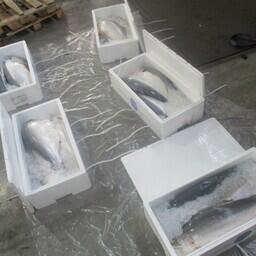 На Смоленщине &laquo;приняли&raquo; контрабандную форель