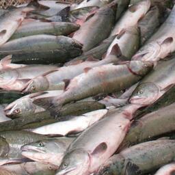 Браконьерство и кража: в Магаданской области подвели итоги полицейской «Путины» Браконьерство и кража: в Магаданской области подвели итоги полицейской «Путины»