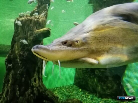 Закон о биоколлекциях охватил и &laquo;рыбную&raquo; сферу