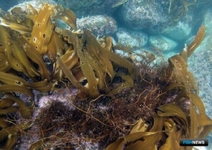 Через тернии к водорослям Через тернии к водорослям