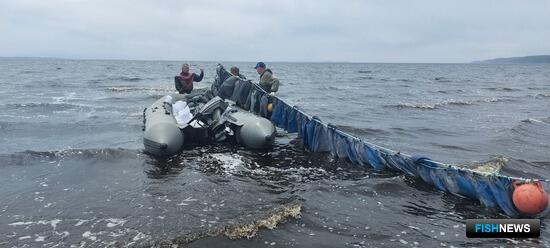 На Сахалине занимаются вопросам здоровья гребешка На Сахалине занимаются вопросам здоровья гребешка