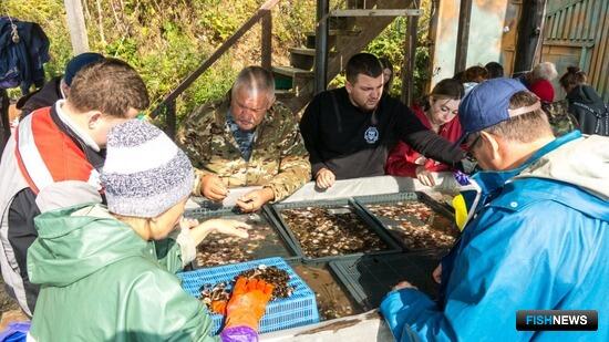 На Сахалине занимаются вопросам здоровья гребешка На Сахалине занимаются вопросам здоровья гребешка