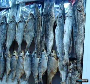 Право на щуку Каспия отстаивают в арбитраже Право на щуку Каспия отстаивают в арбитраже