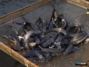 Минсельхоз пересмотрел показатель для аквакультуры в Тверской области Минсельхоз пересмотрел показатель для аквакультуры в Тверской области