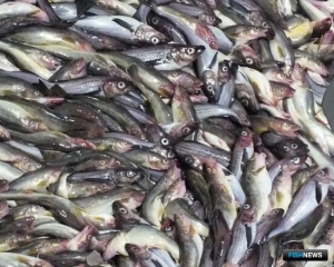 Хабаровский край подвел предварительные итоги года в рыбной отрасли Хабаровский край подвел предварительные итоги года в рыбной отрасли